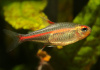 Тетра светлячок Эритрозонус (Hemigrammus Erythrosonus)