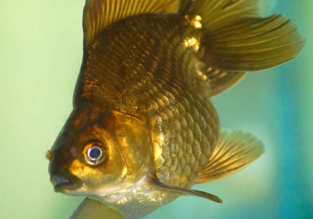 Риукин коричневый (Goldfish Ryukin brown)