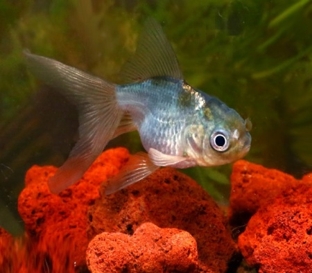 Оранда голубая (Goldfish Oranda blue)