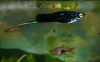 Меченосец Геллера черный (Xiphophorus helleri Black)