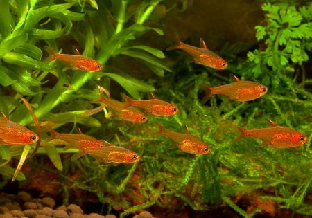 Тетра Аманда (Hyphessobrycon Amandae) 1,8  см