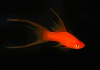 Меченосец Геллера красный лирохвостый (Xiphophorus helleri Red Lyretail)