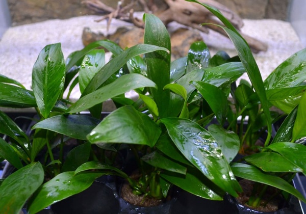 Анубиас конголезский (Anubias congensis)