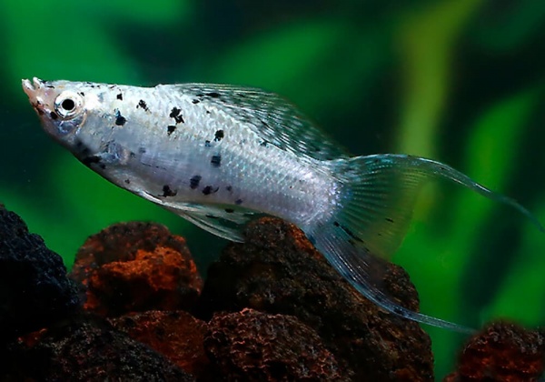 Моллинезия Долматинец лирохвостая (Poecilia latipinna)