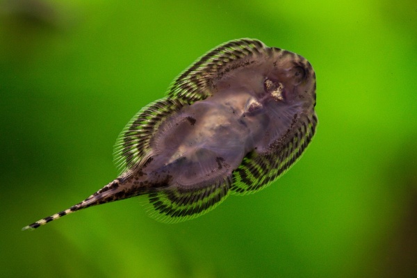 Гастромизон Пунктулатус псевдоскат , (Gastromyzon punctulatus)