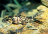 Лабео арлекин  конголезский (Labeo cyclorhynchus)