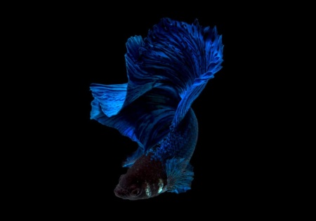 Петушок Петушок Супер Дельта сапфир самец Betta-male super delta blue-sapphire)