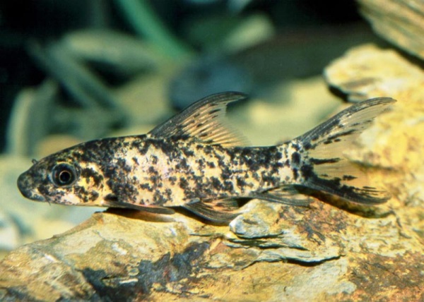 Лабео арлекин  конголезский (Labeo cyclorhynchus)