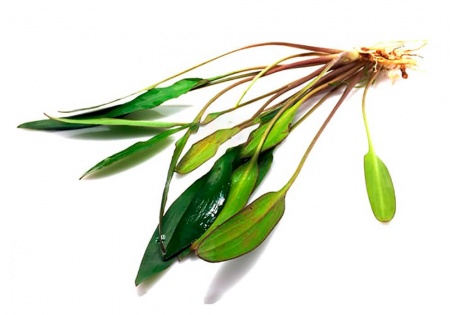 Криптокорина блестящая Люценс (Cryptocoryne lucens)