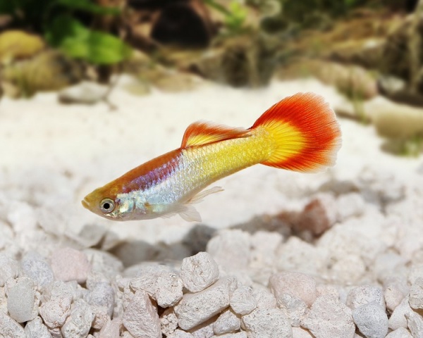 Гуппи закат сансет (Guppy Sunset)