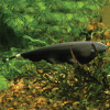 Аптеронотус Нож черный (Apteronotus albifrons)  3,5-4 см 