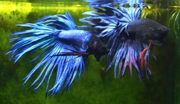 Петушок Коронохвостый синий самец (Betta-splendens-crown-tail-blue )