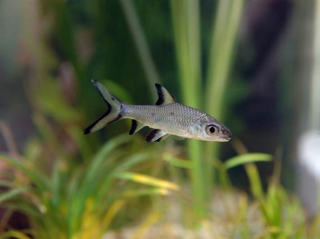 Акулий Балу (Balantiocheilus melanopterus)