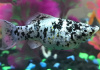 Моллинезия Долматинец (Poecilia sphenops)