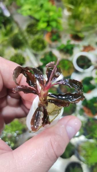Буцефаландра Godzilla (Kedagang Red) 1 ветка
