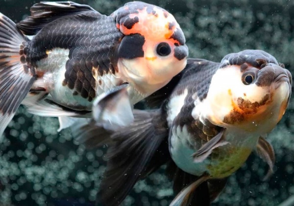 Оранда панда (Goldfish Oranda panda)