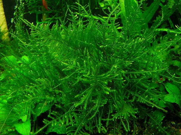 Мох Анчер  (Anchor moos, Taxiphyllum sp.)