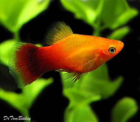 Пецилия солнечная закат (Xiphophorus maculatus sunset Platy) сансэт