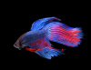 Петушок Вуалехвостый дракон биколор красно-синий самец (Betta-Dragon-Veil-Tail-Bicolor-Red-Blue)