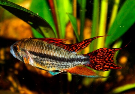 Цихлида Апистограмма Какаду (apistogramma-cacatuoides)