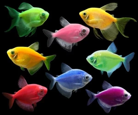 Тернеция Glo Fish ассорти (Gymnocorymbus ternetzi)  1,5-2 см