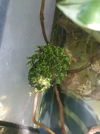Телодерма лишаистая (Theloderma corticale) лягушка 