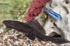 Плекостомус (Hypostomus plecostomus)  4,5-5 см.