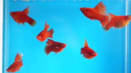 Пецилия красная высокоплавничная (Xiphophorus maculatus red hifin Platy)