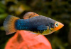 Пецилия черная (Xiphophorus variatus Black Platy)