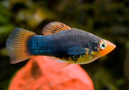 Пецилия черная (Xiphophorus variatus Black Platy)