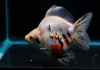 Риукин трехцветный короткохвостый (Goldfish Ryukin tricolour short tai)