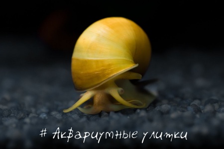 Улитка Ампулярия Желтая