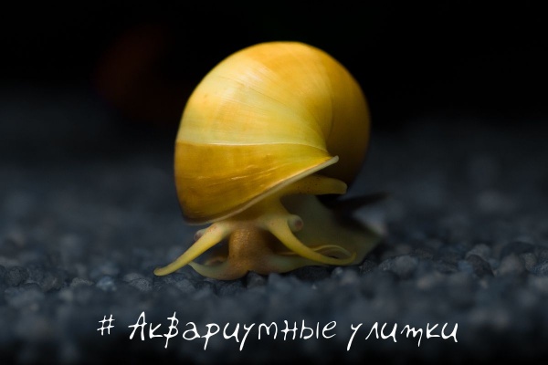 Улитка Ампулярия Желтая