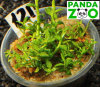 Ammannia sp. Towuti- Амманния товути  L121