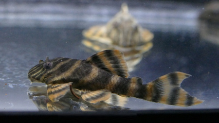 Номерной сом L002 / L074 (Peckoltia vermiculata/TIGER) 3,5 см