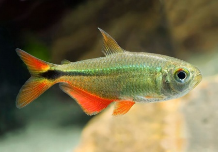 Хемиграммус Тетра гоноптерус (Hemigrammus Caudovittatus)