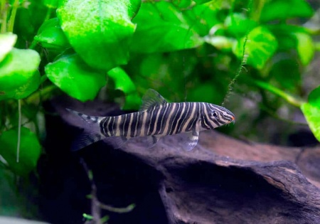 Боция Стриата полосатая (Botia striata) 5 см