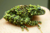 Телодерма лишаистая (Theloderma corticale) лягушка 
