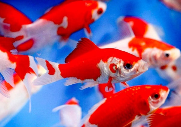 Золотая рыбка Комета красно-белая (Goldfish Comet red-white)