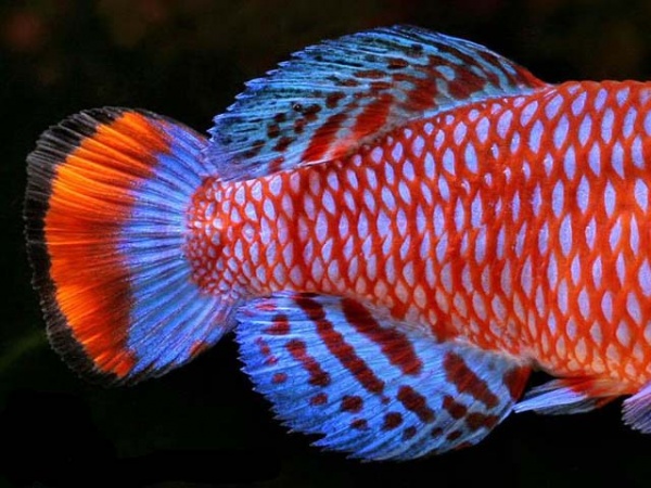 Нотобранхиус Рахова (Nothobranchius rachovii) Пара (м+ж) 2 шт.