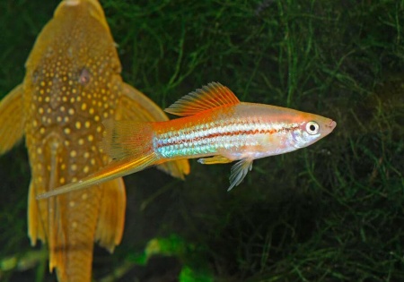 Меченосец Геллера неоновый (Xiphophorus helleri Neon)
