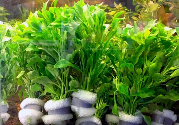 Альтернантера бетзикиана зеленая (Alternanthera bettzickiana Green)