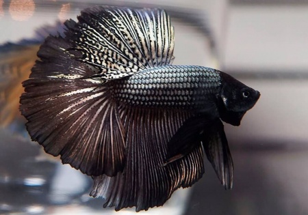 Петушок Халф Мун черный  дым самец (Betta-splendens-Halfmoon-Black)