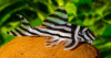 Номерной сом L046 Гипанциструс Зебра (лат. Hypancistrus Zebra)