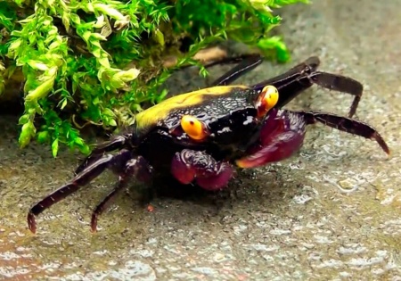 Краб Вампир Желтая спина САМЕЦ  (Geosesarma bicolor sp. Yellow male)