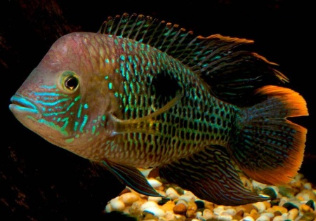 Акара бирюзовая (aequidens rivulatus)