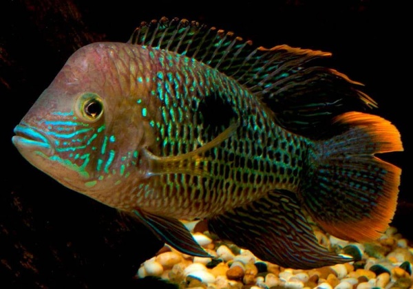 Акара бирюзовая (aequidens rivulatus)