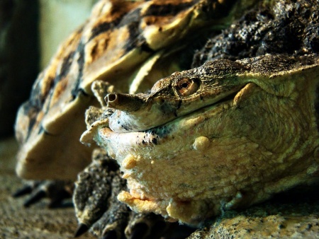 (Черепаха Мата Мата Chelus fimbriata)  7-8 СМ ПО ПАНЦИРЮ.