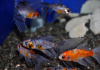 Золотая рыбка Шубункин бристольский ситцевый (Goldfish Bristol Shubunkin calico)