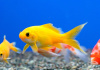 Золотая рыбка Комета лимонно-желтая (Goldfish Comet yellow)